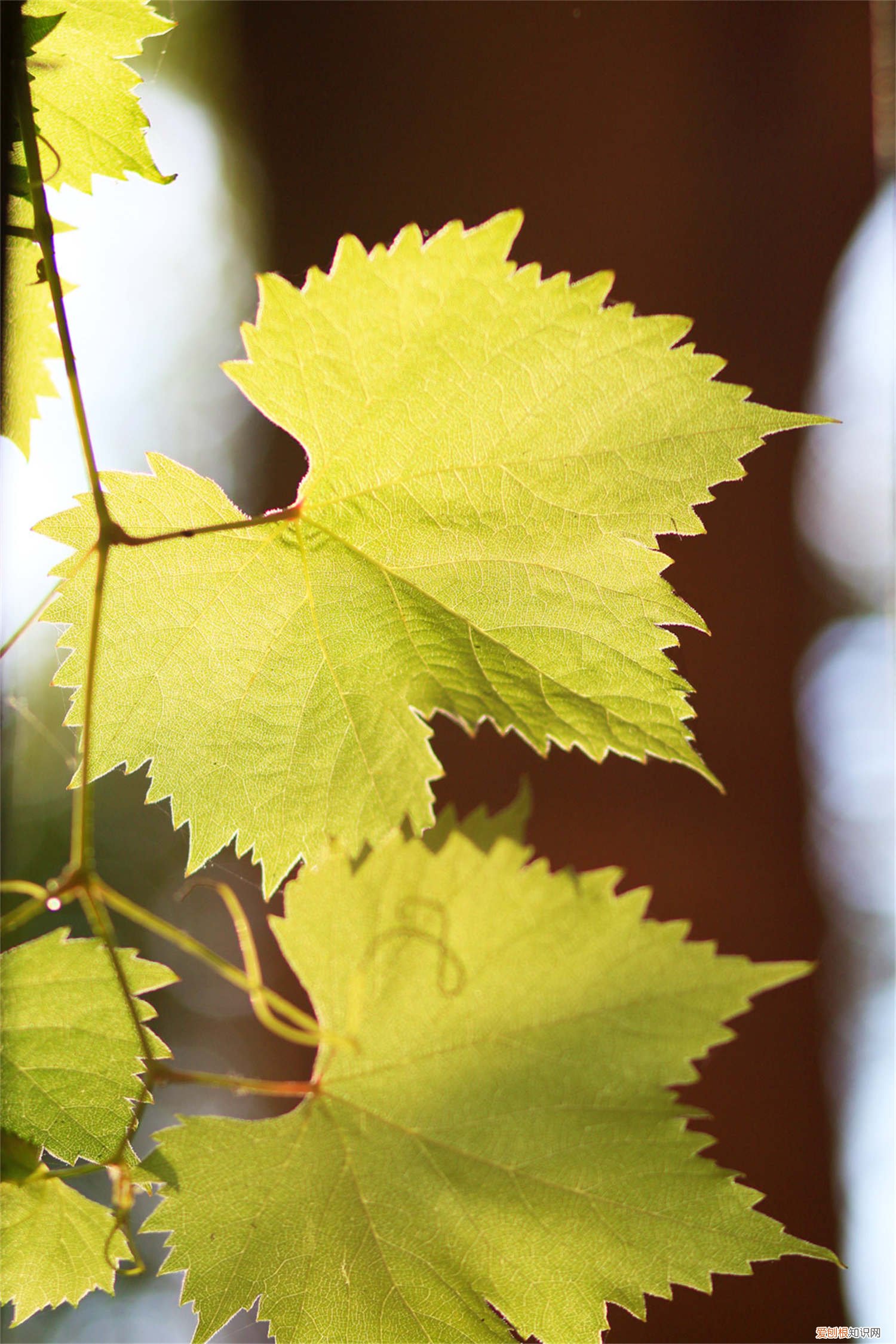 葡萄籽如何种盆栽 葡萄籽怎么种小盆栽