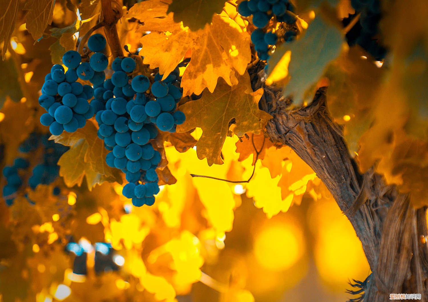 葡萄籽如何种盆栽 葡萄籽怎么种小盆栽