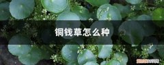 铜钱草怎么种植土培 铜钱草怎么种