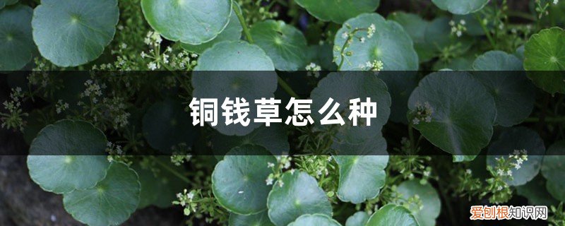 铜钱草怎么种植土培 铜钱草怎么种