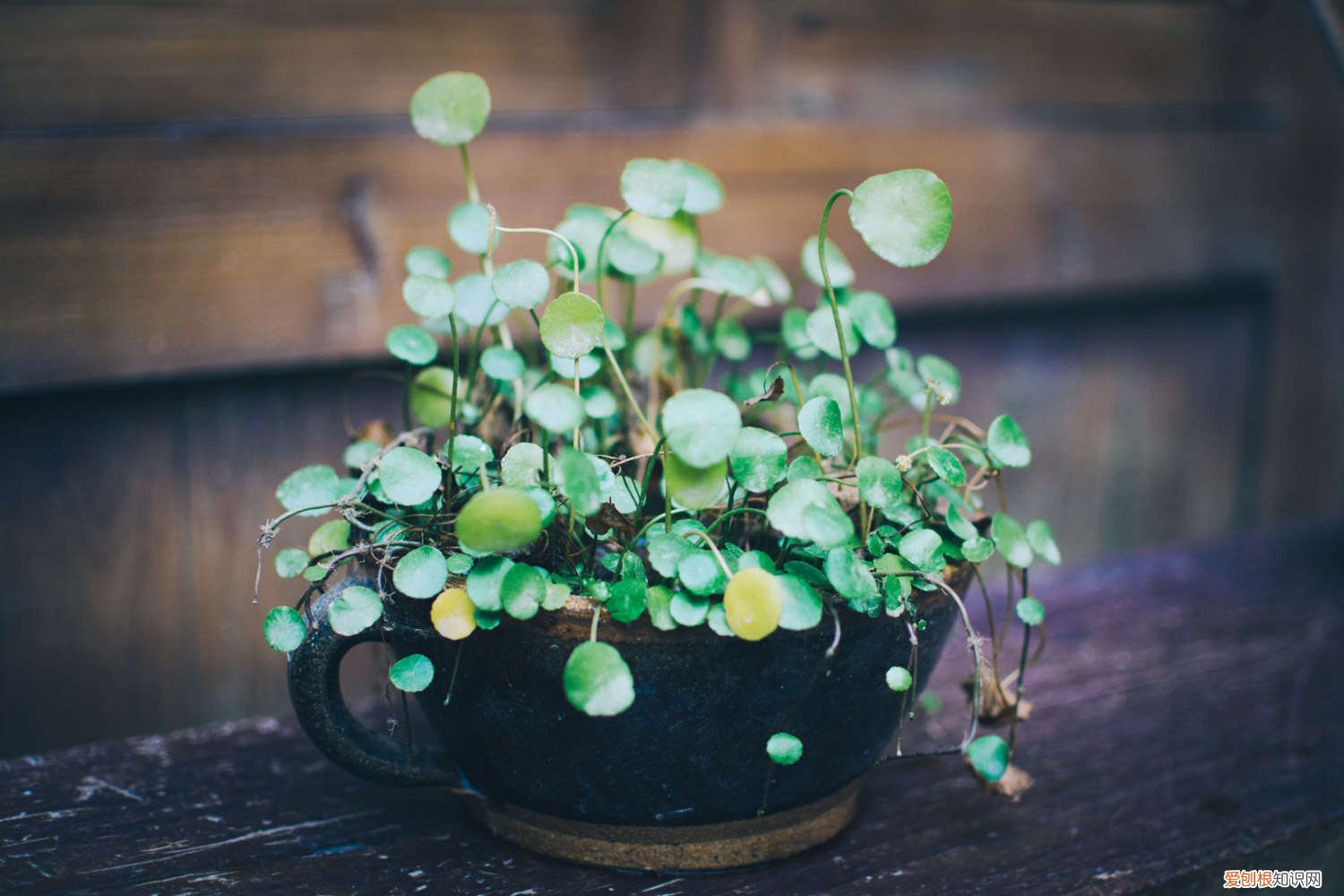 铜钱草怎么种植土培 铜钱草怎么种