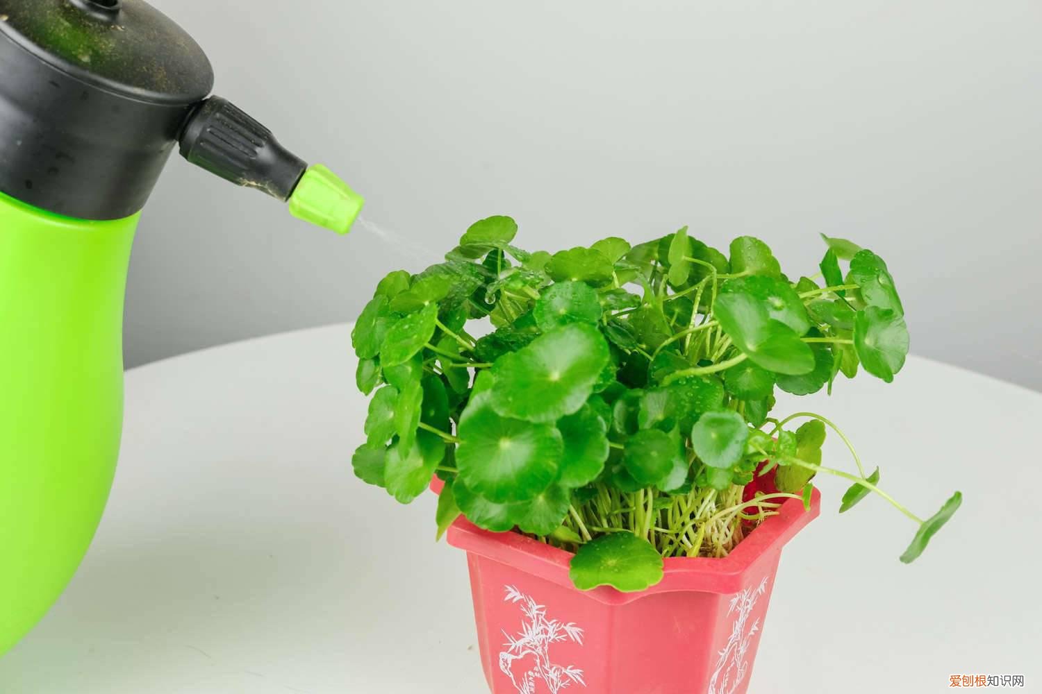 铜钱草怎么种植土培 铜钱草怎么种