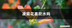 凌霄花喜欢阴还是喜欢阳 凌霄花喜欢水吗，喜欢太阳吗
