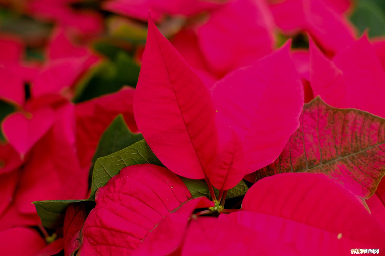 一品红如何剪枝 一品红怎么修剪,什么时候剪枝