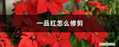 一品红如何剪枝 一品红怎么修剪，什么时候剪枝