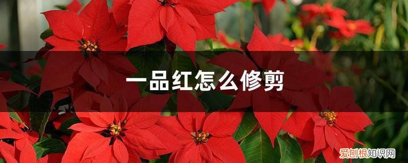 一品红如何剪枝 一品红怎么修剪,什么时候剪枝