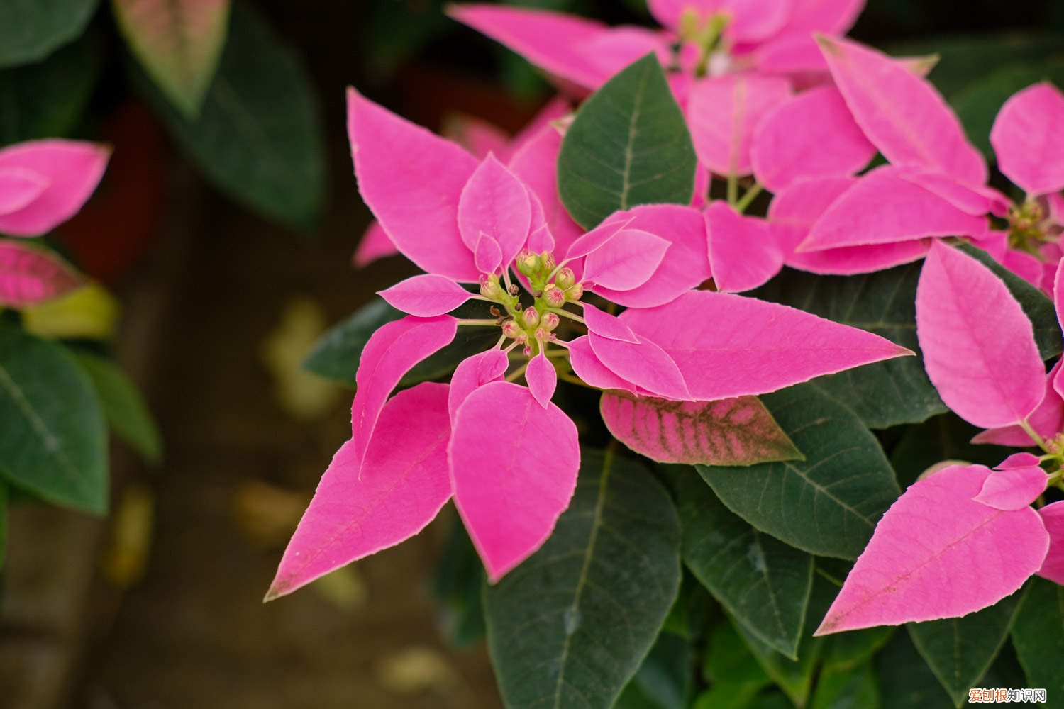 一品红如何剪枝 一品红怎么修剪,什么时候剪枝