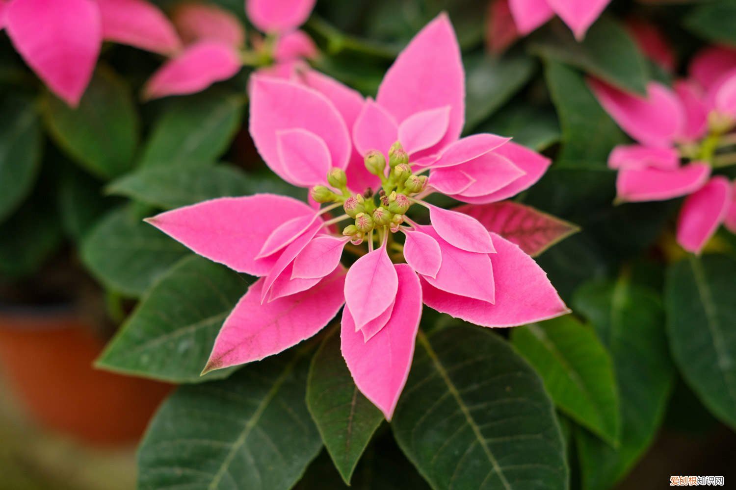 一品红如何剪枝 一品红怎么修剪,什么时候剪枝