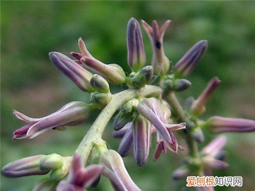 知母的功效与作用知母怎么做好吃