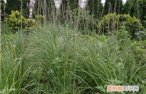 知母的功效与作用知母怎么做好吃