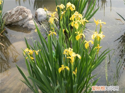 知母的功效与作用知母怎么做好吃