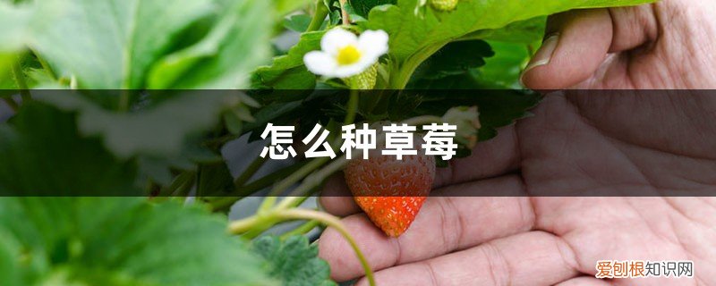 怎么种草莓在脖子上 怎么种草莓