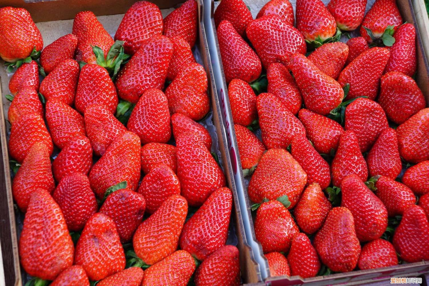 怎么种草莓在脖子上 怎么种草莓