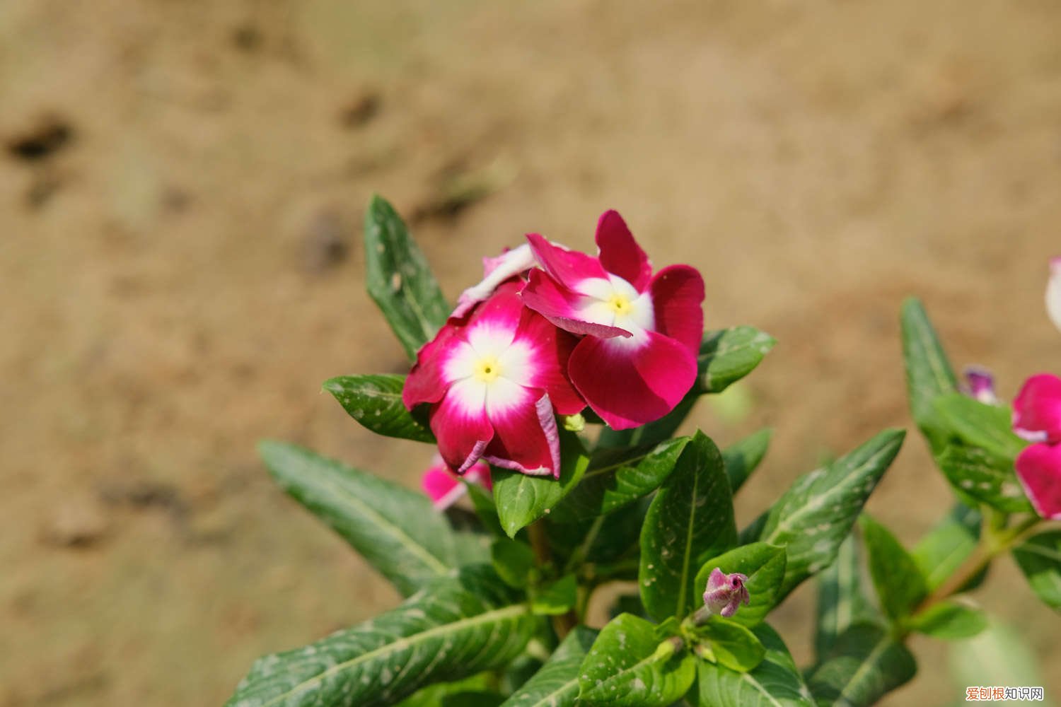 长春花第二年怎么养 长春花可以养几年