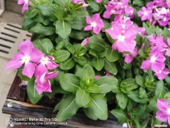 长春花第二年怎么养 长春花可以养几年