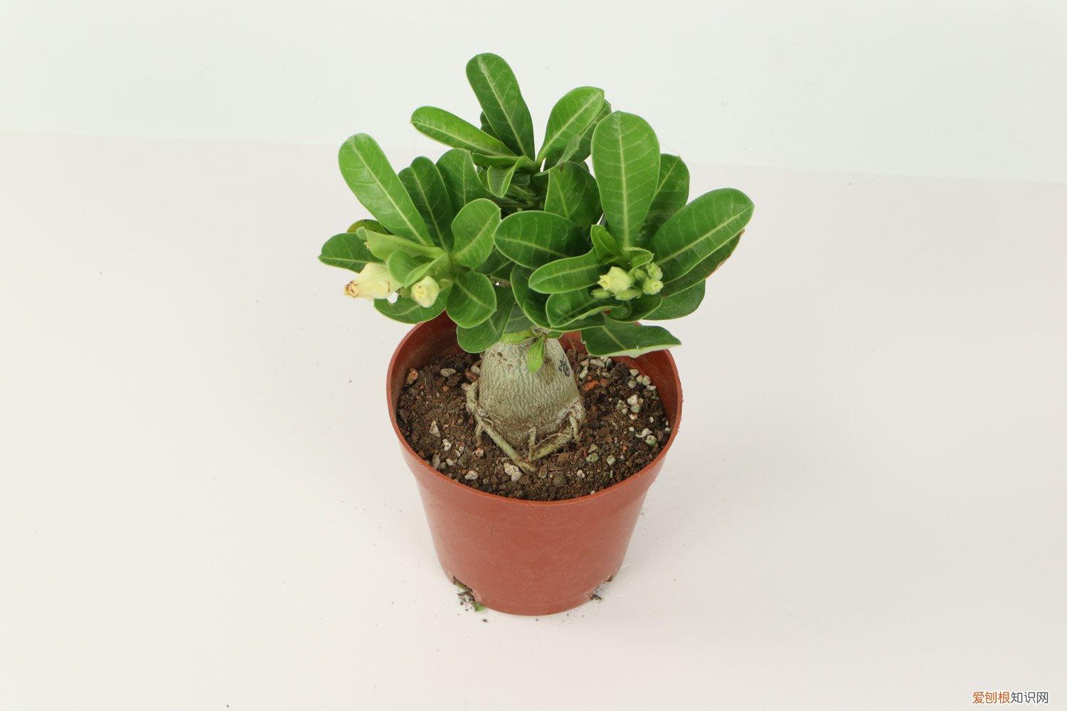 沙漠玫瑰种子的种植方法 沙漠玫瑰种子种植方法