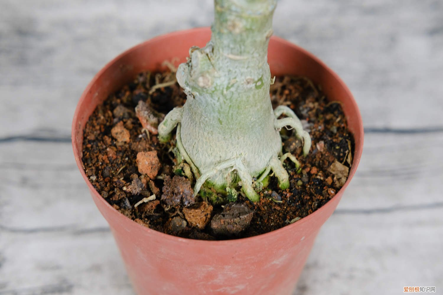 沙漠玫瑰种子的种植方法 沙漠玫瑰种子种植方法