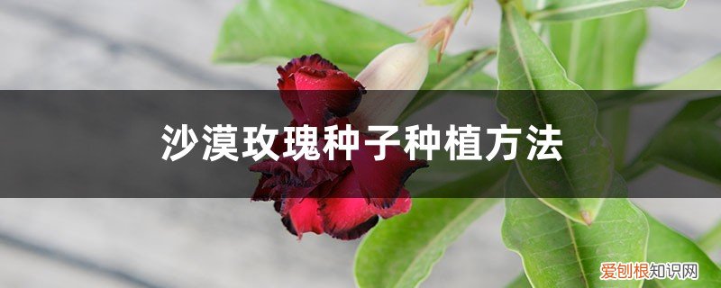 沙漠玫瑰种子的种植方法 沙漠玫瑰种子种植方法