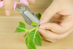 刚买回来的长春花能换盆吗 长春花换盆注意事项