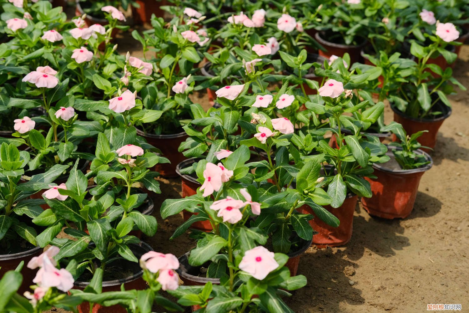 刚买回来的长春花能换盆吗 长春花换盆注意事项