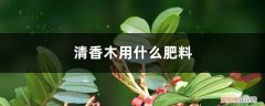 清香木用什么肥料比较好 清香木用什么肥料