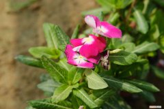 长春花花期可以施肥吗 长春花花期施肥