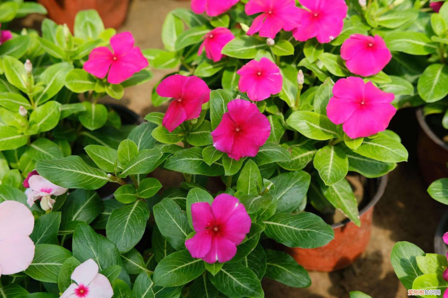 长春花花期可以施肥吗 长春花花期施肥