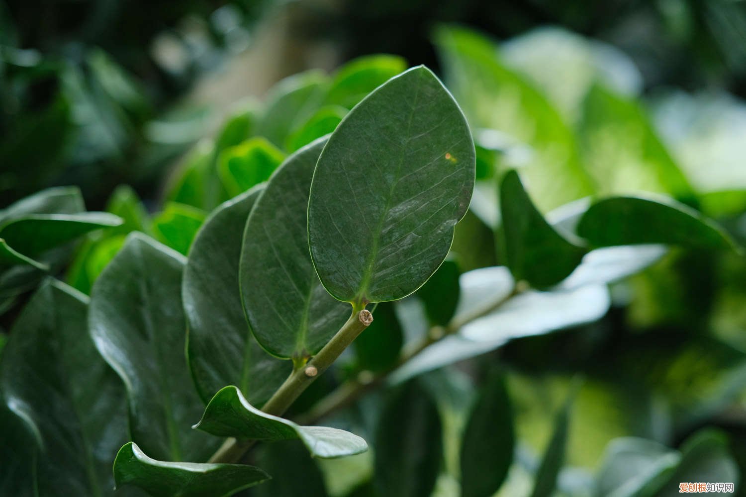 刚买回来的金钱树怎么处理 新买的金钱树怎样处理