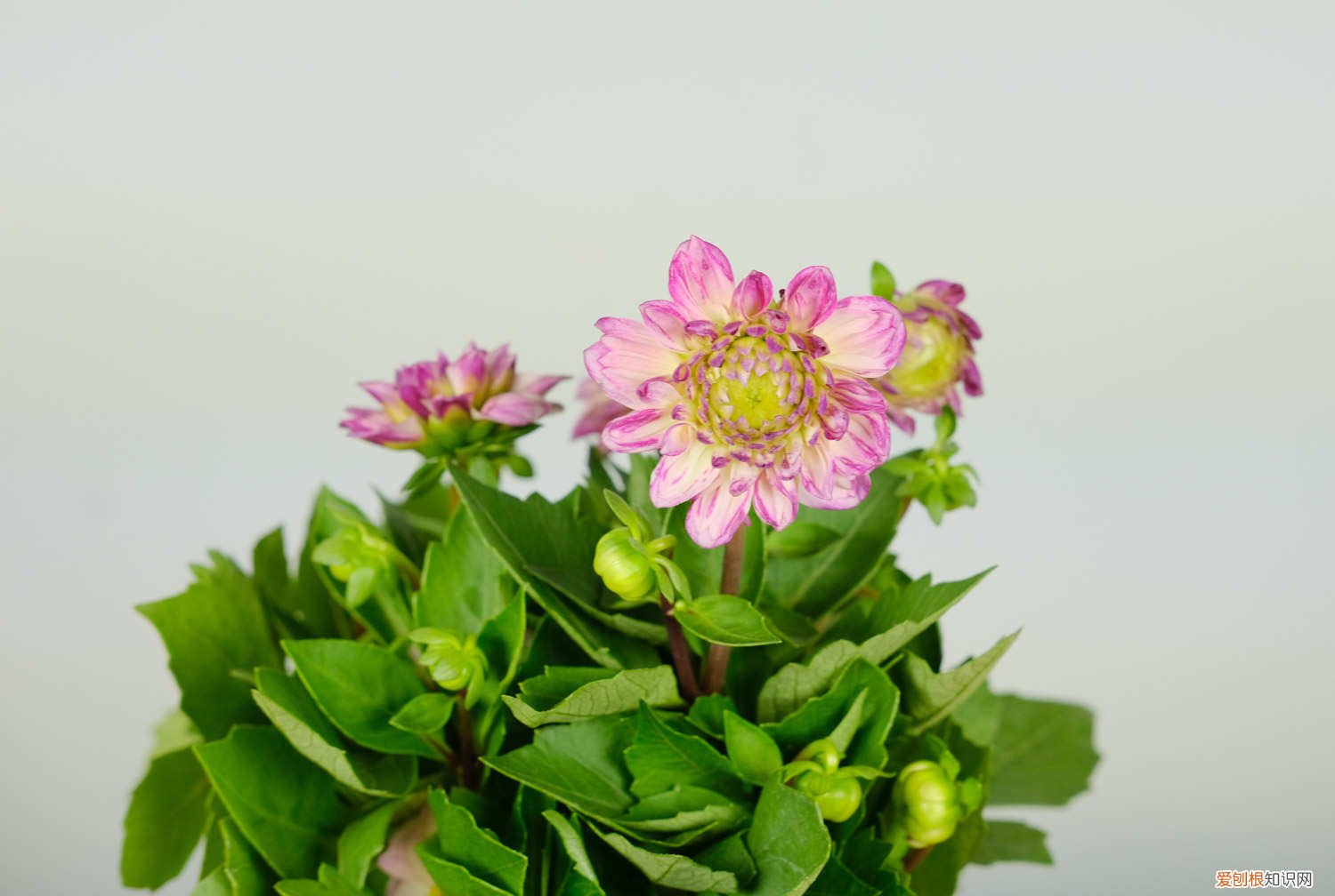 大丽花冬天需要挖出来吗 小丽花冬天怎么养,要挖出来吗