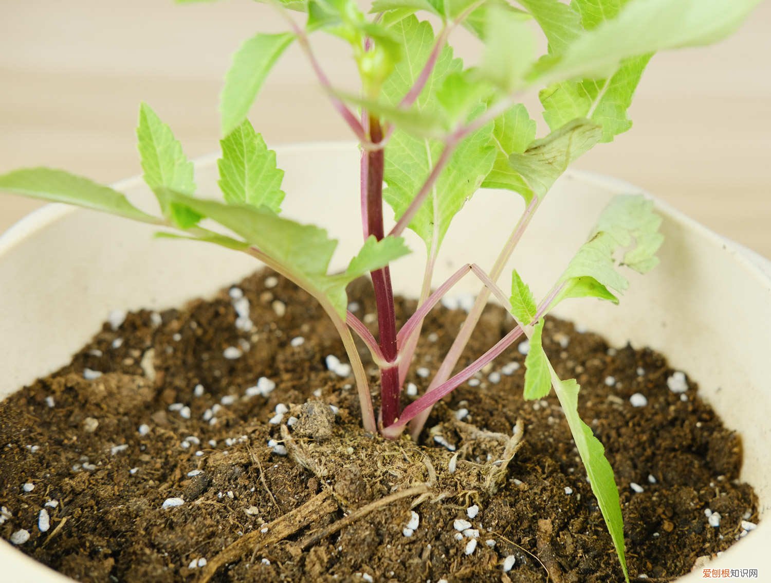 大丽花冬天需要挖出来吗 小丽花冬天怎么养,要挖出来吗