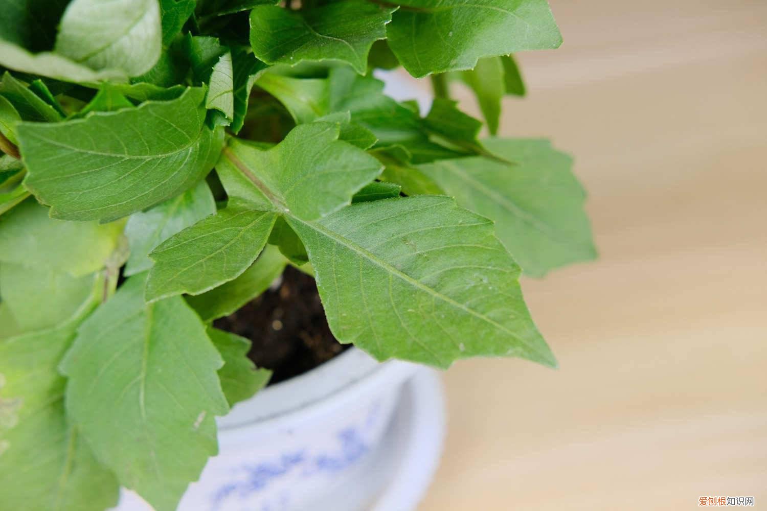 大丽花冬天需要挖出来吗 小丽花冬天怎么养,要挖出来吗