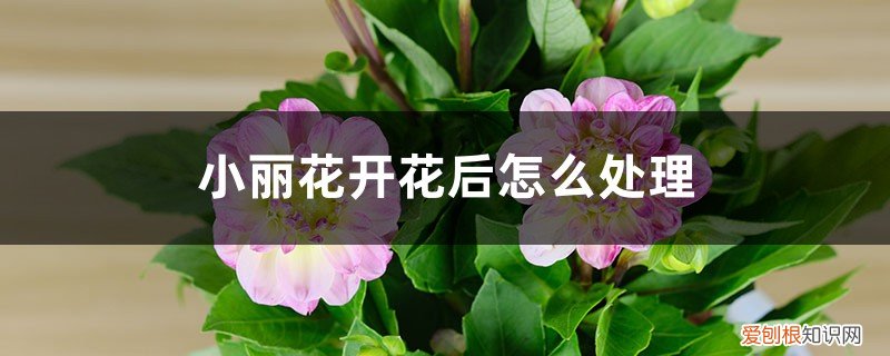小丽花开花后的花蒂要剪吗 小丽花开花后怎么处理,怎么剪