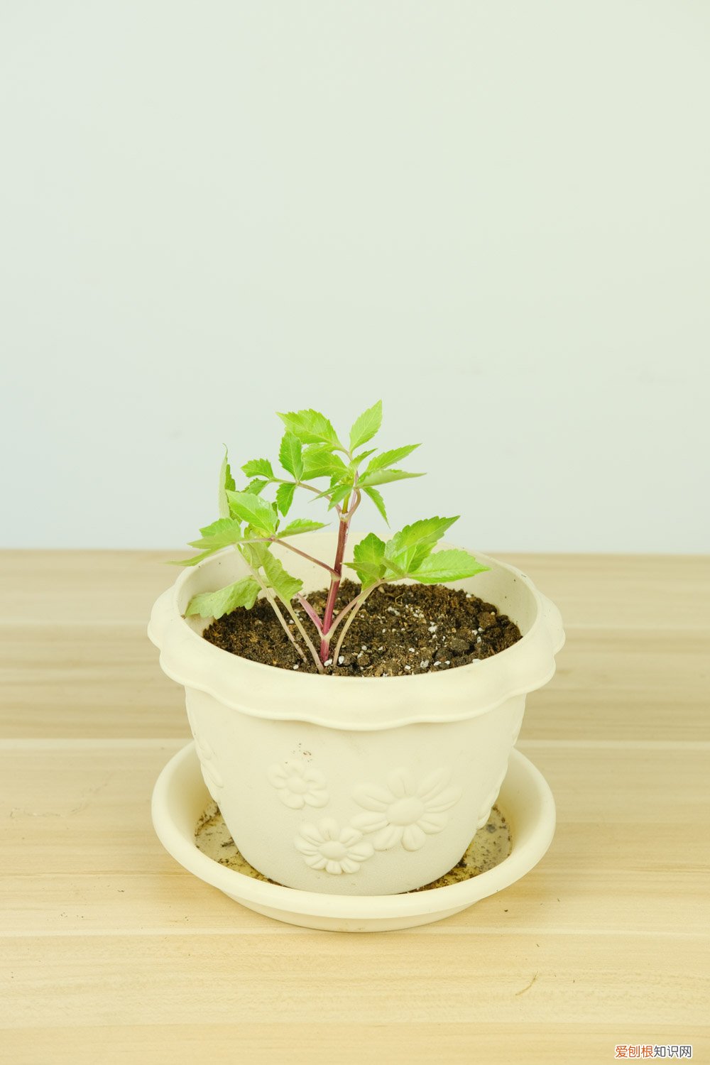 小丽花开花后的花蒂要剪吗 小丽花开花后怎么处理,怎么剪