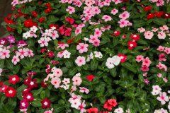 长春花的养殖方法和注意事项下载花百科 长春花的养殖方法和注意事项