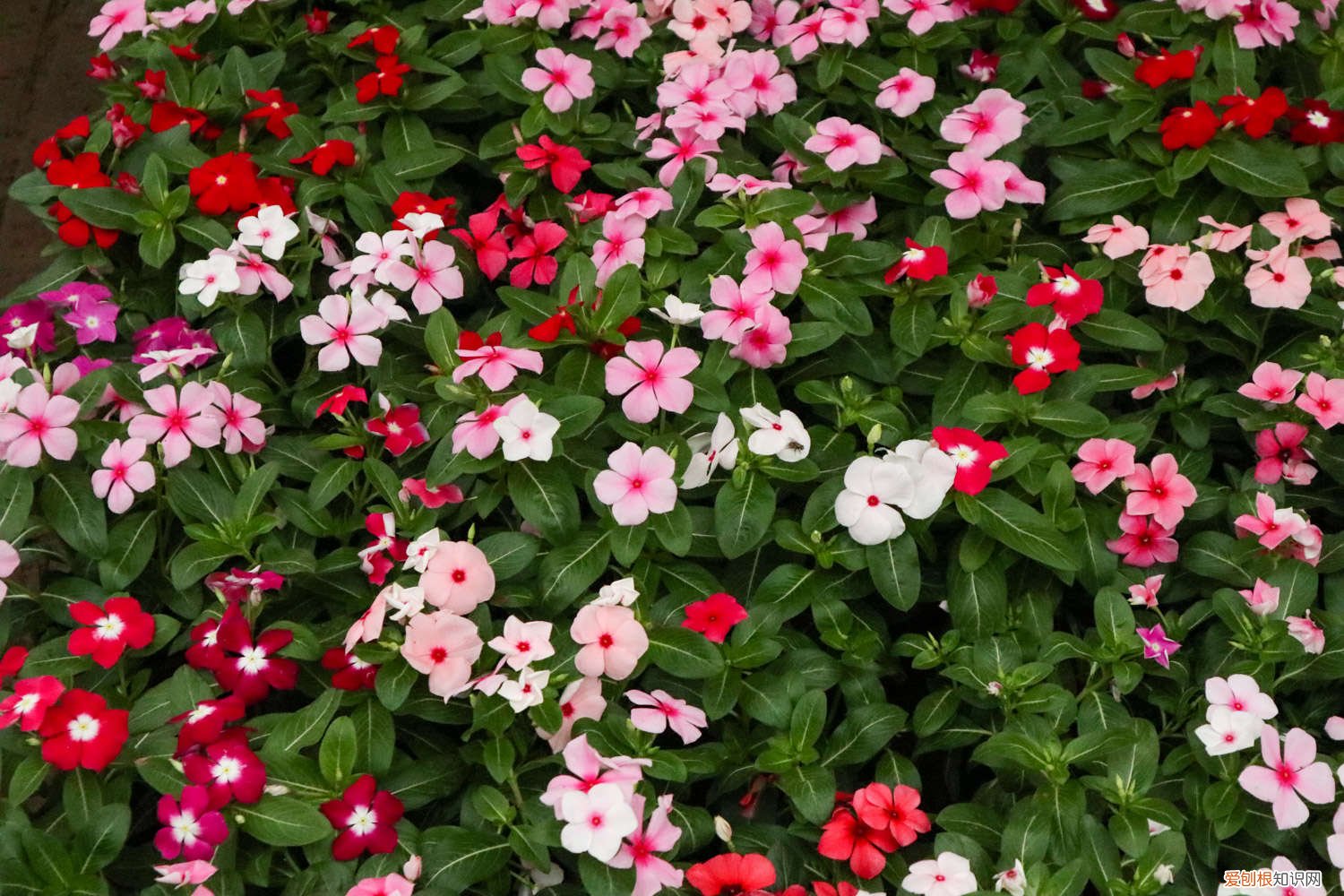 长春花的养殖方法和注意事项下载花百科 长春花的养殖方法和注意事项