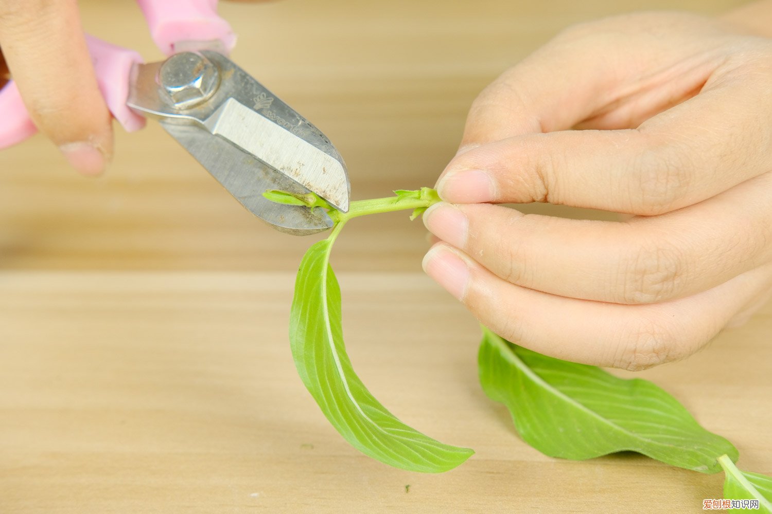 花叶蔓长春垂吊怎么养 垂吊长春花的养殖方法