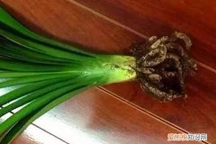 剪花根的剪刀 秋天给花的“根”剪两刀，不光没事，长得还更好了