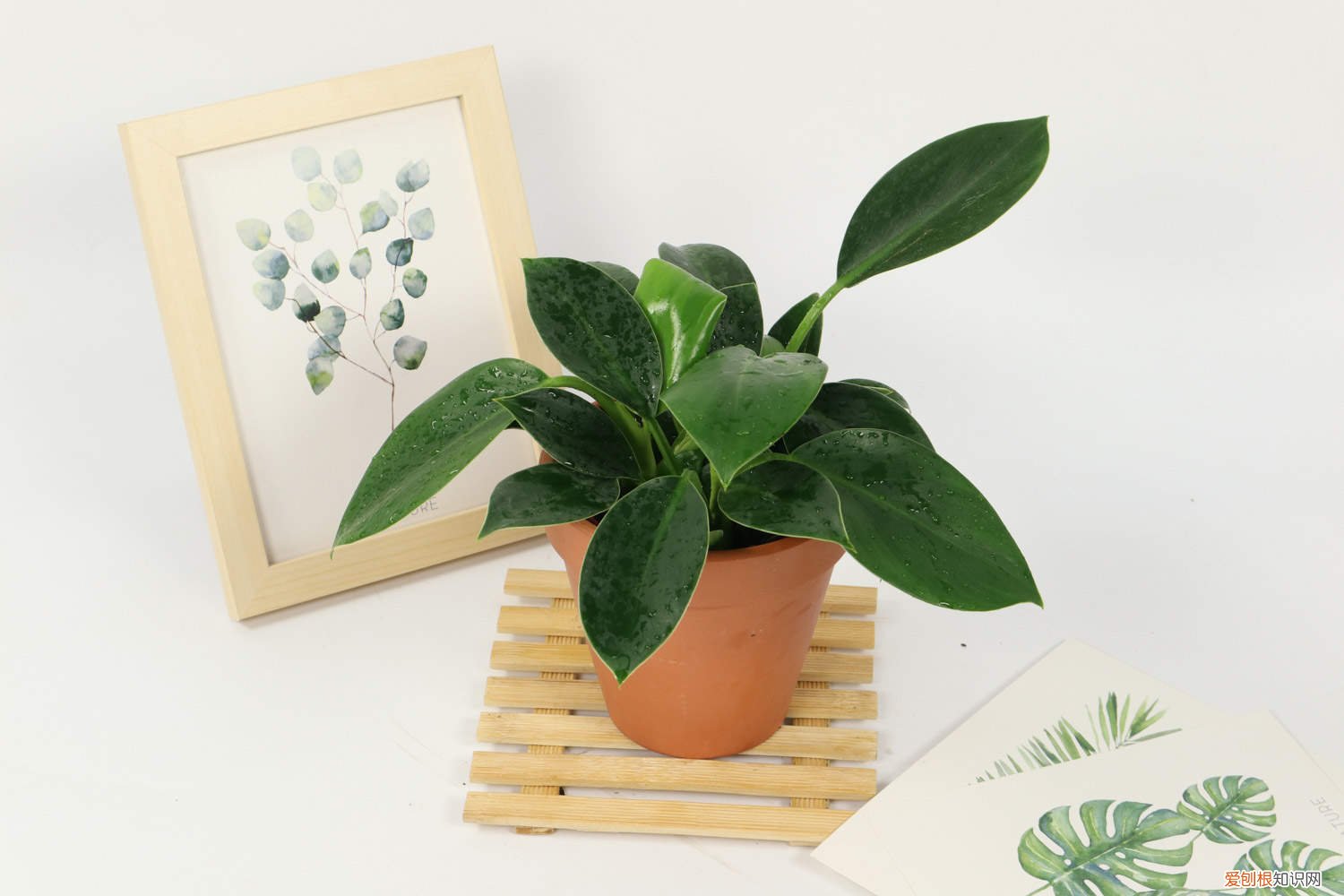 大叶金钻能净化空气吗 金钻净化效果如同“吸尘器”，越养叶子还能更油亮！