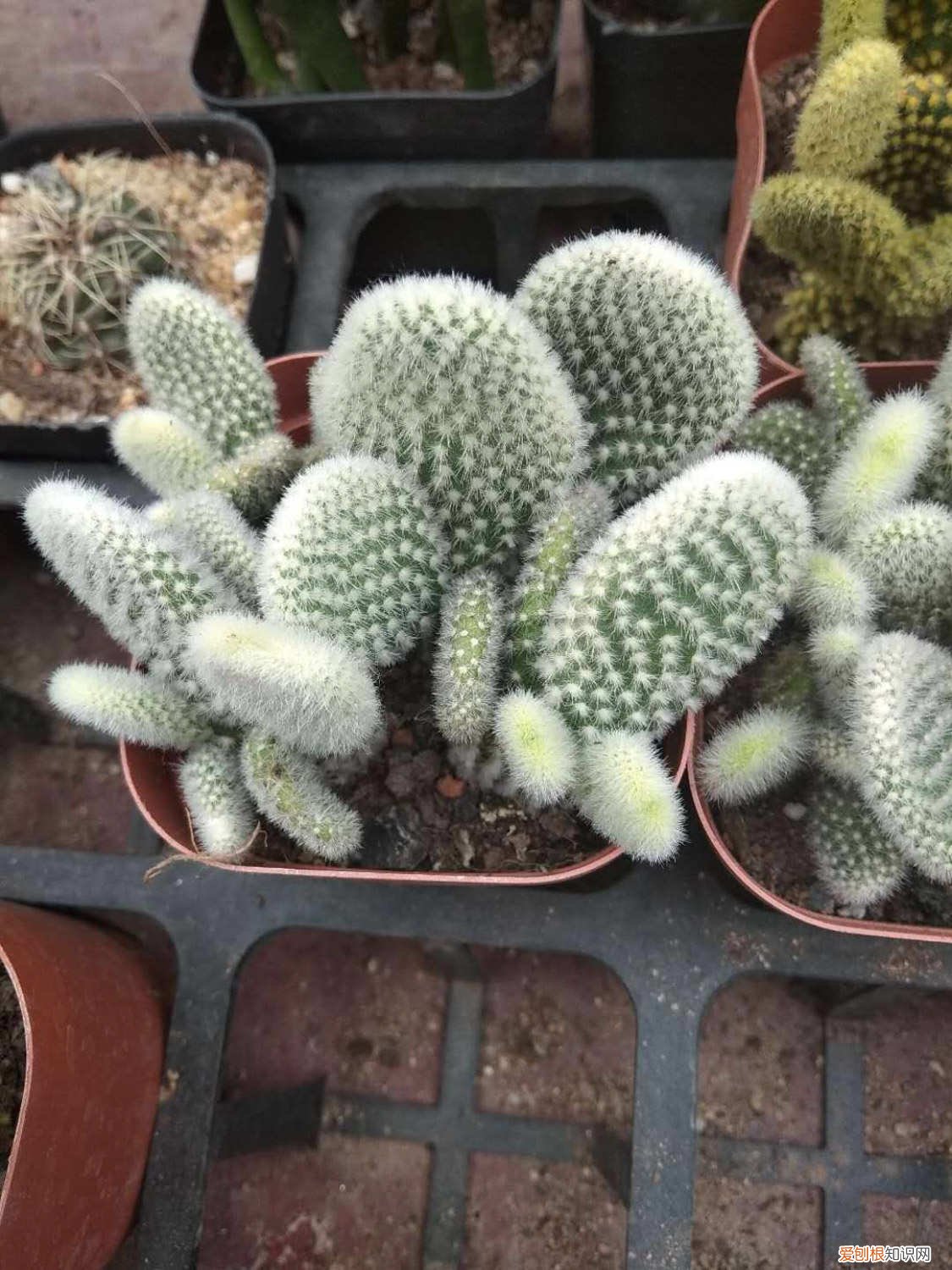 仙人掌与仙人掌怎样嫁接 仙人指怎么嫁接仙人掌，用仙人掌什么品种好