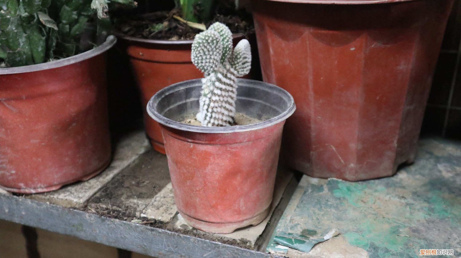 仙人掌与仙人掌怎样嫁接 仙人指怎么嫁接仙人掌，用仙人掌什么品种好