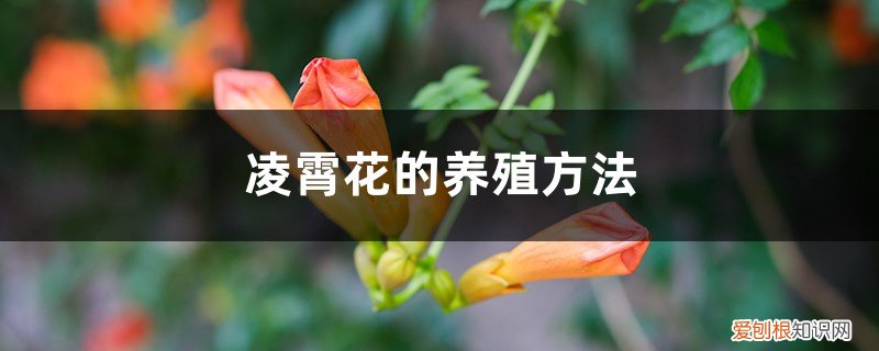 凌霄花的养殖方法,花期有多长时间 凌霄花的养殖方法,花期有多长