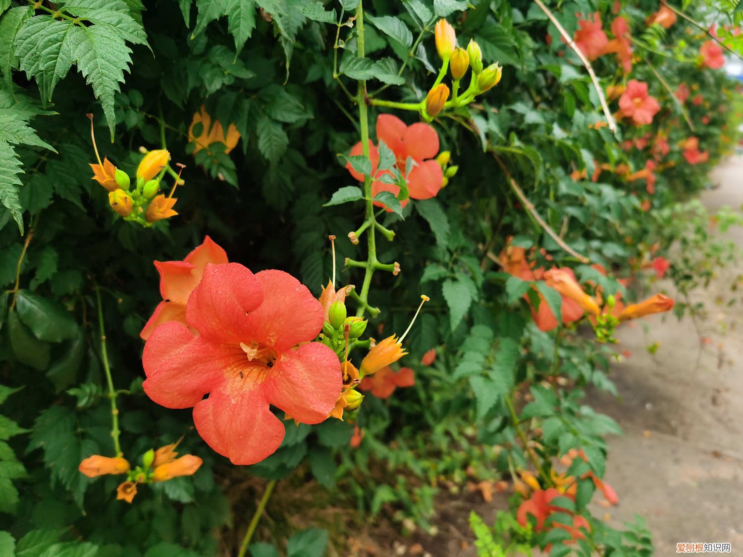 凌霄花怎么区分爬藤不爬藤 凌霄花怎么养，如何爬藤