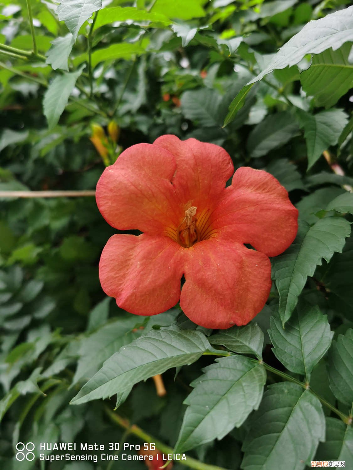 凌霄花怎么区分爬藤不爬藤 凌霄花怎么养，如何爬藤