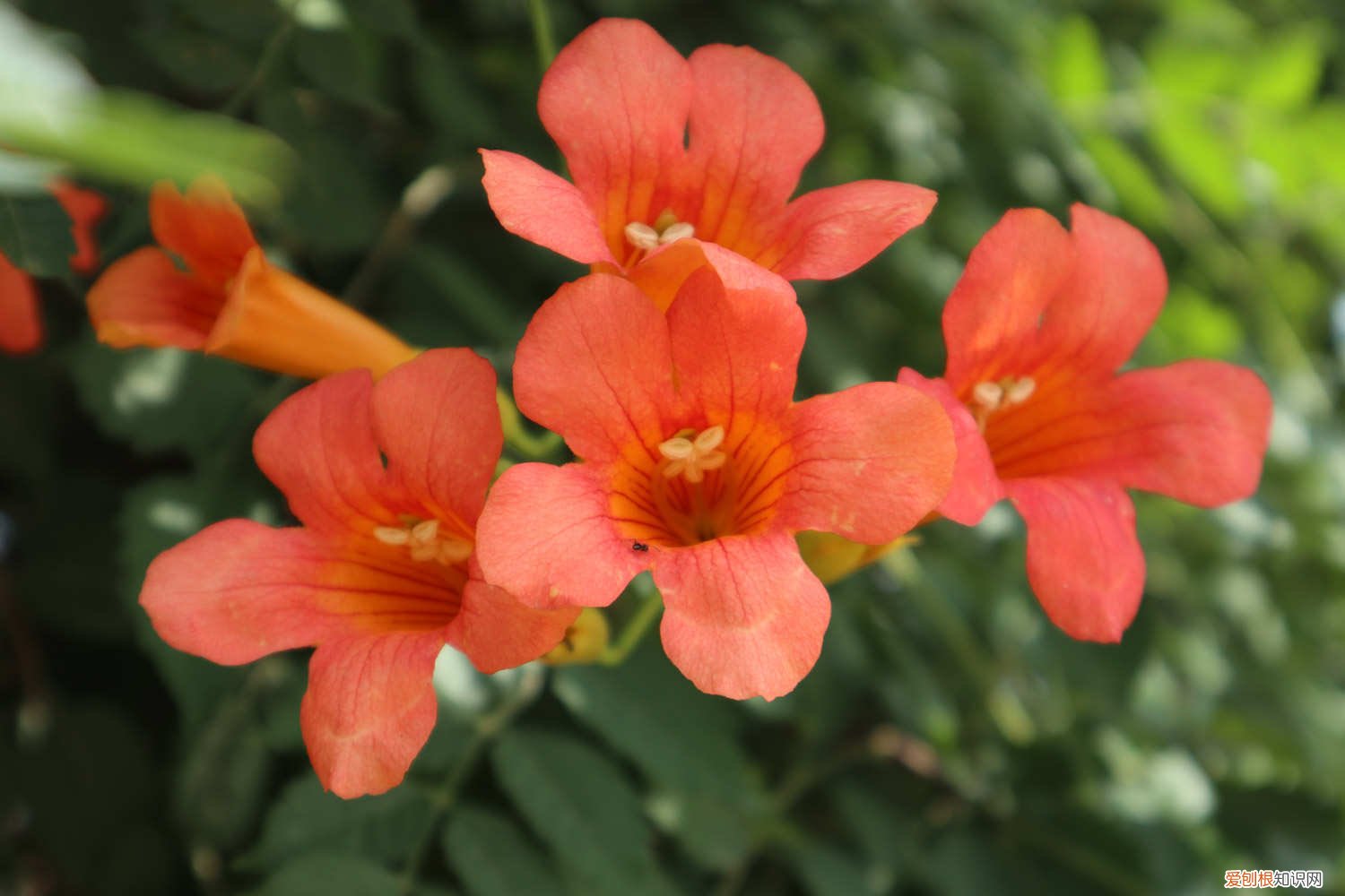 凌霄花怎么区分爬藤不爬藤 凌霄花怎么养，如何爬藤