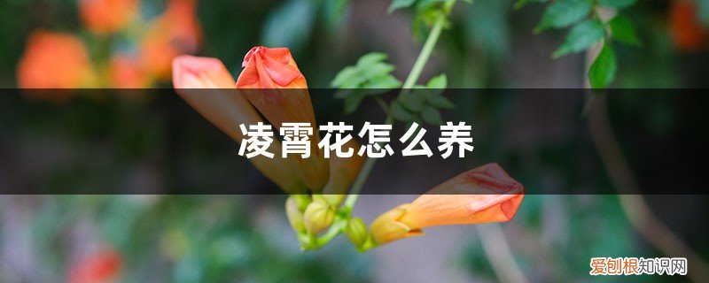 凌霄花怎么区分爬藤不爬藤 凌霄花怎么养，如何爬藤