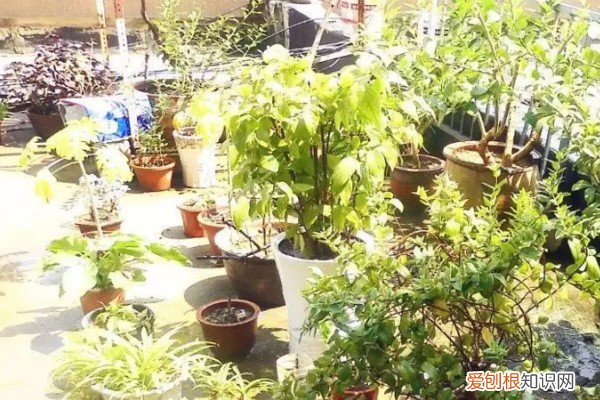 砖头可以垫花盆底吗 养花“神器”多,花盆里面塞点“砖头”,长得越来越旺!