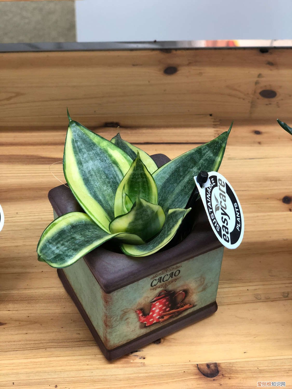 春季虎皮兰怎么浇水 秋天养虎皮兰，浇水时候兑上点“它”，侧芽长不停！