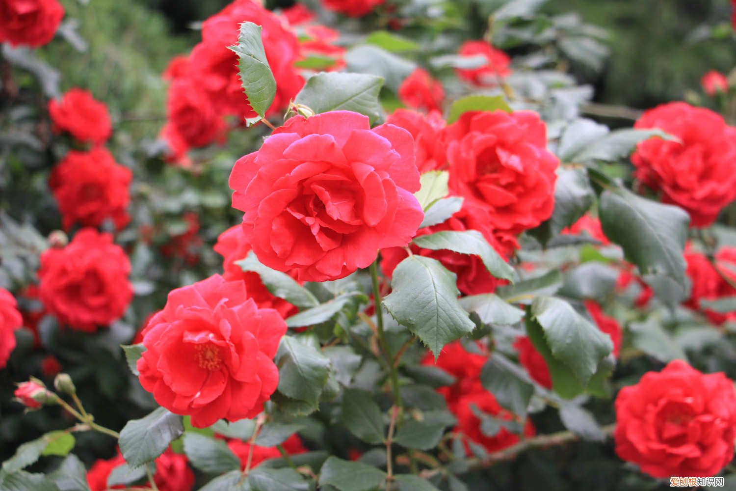 月季花的栽培方法视频 月季花的栽培方法