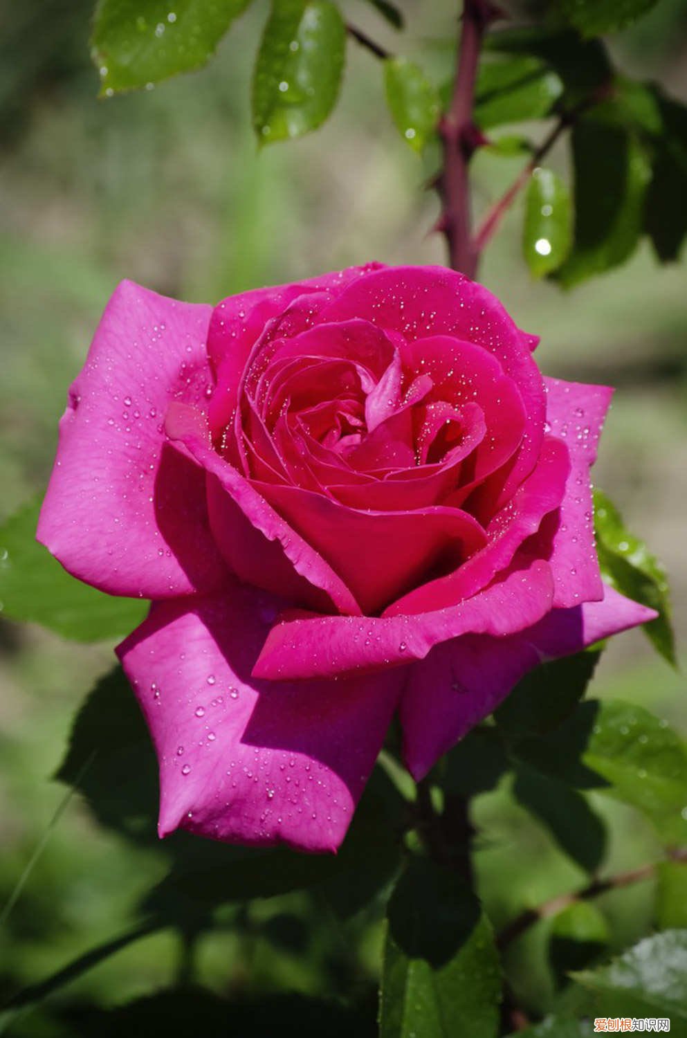 月季花的栽培方法视频 月季花的栽培方法