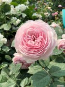 月季花的栽培方法视频 月季花的栽培方法